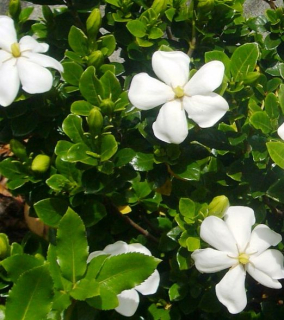 Gardenia jasminoides 'Kleim's Hardy' 2lit.